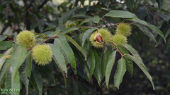 Castanea crenata