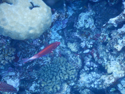 Silverspot Squirrelfish