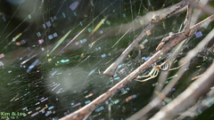 Neriene limbatinella