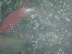 Sargocentron caudimaculatum
