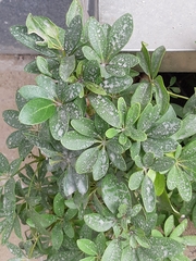 Pittosporum tobira