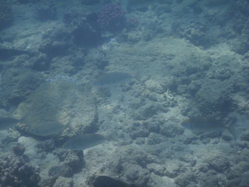 Siganus rivulatus