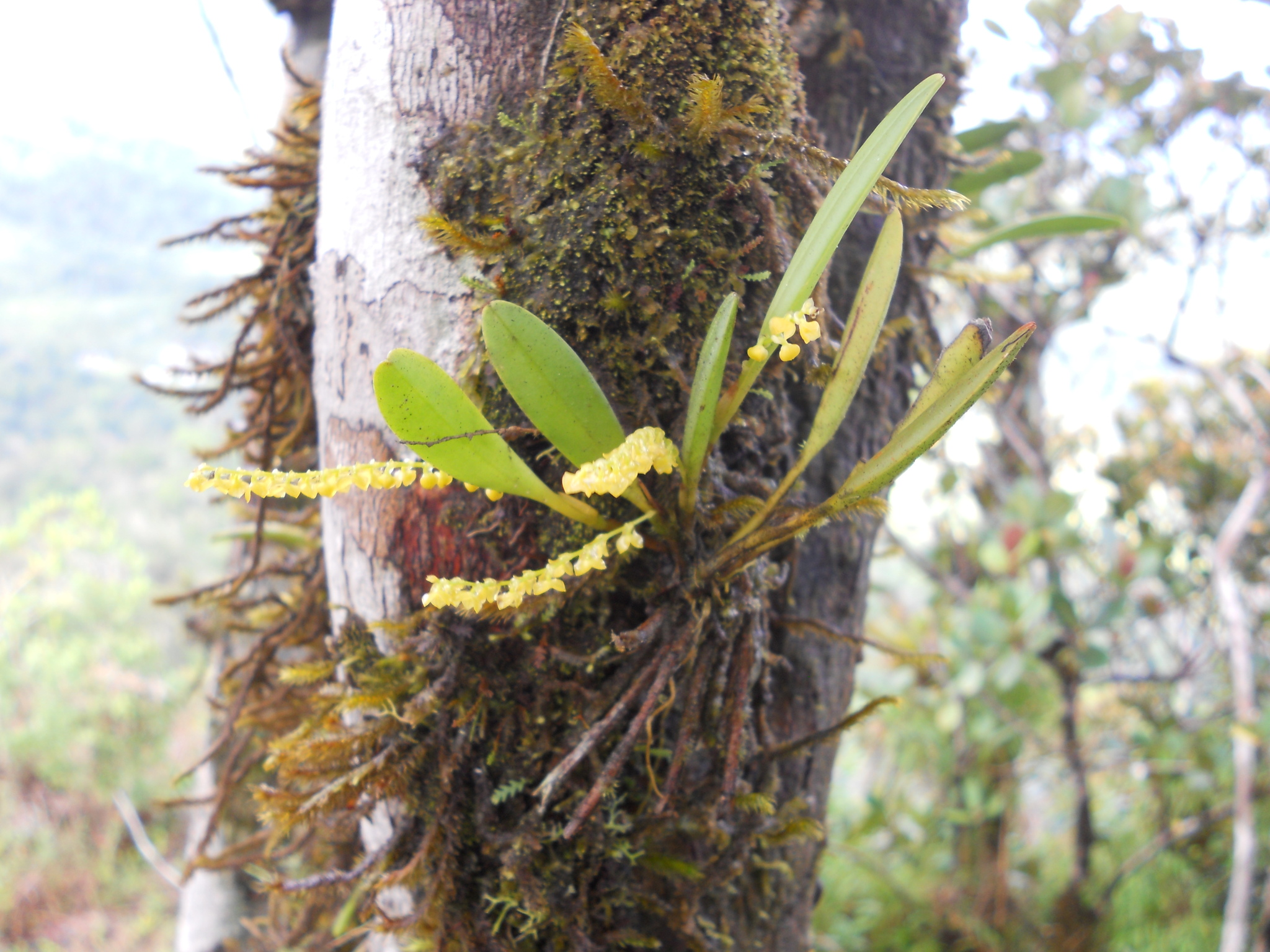Stelis aprica