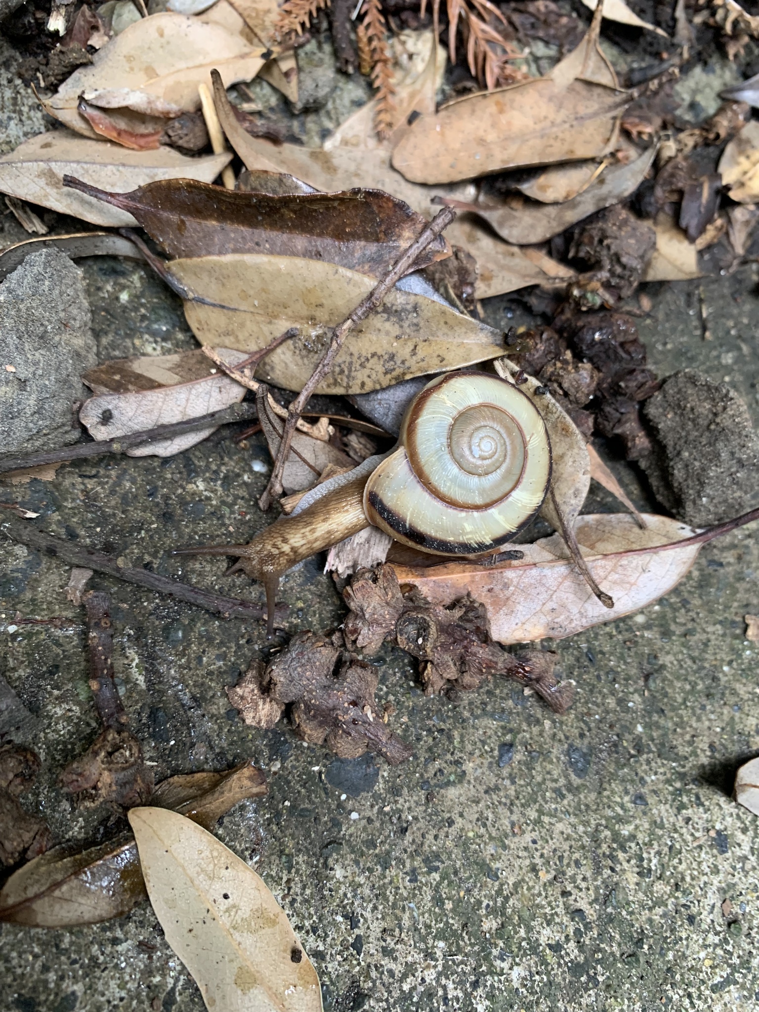 Euhadra peliomphala simodae