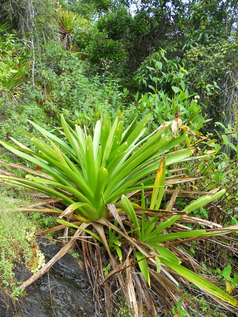 Alcantarea pataxoana