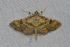 Ommatospila narcaeusalis