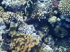 Pseudodax moluccanus