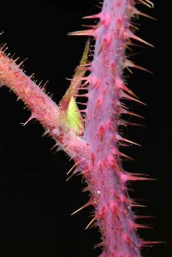 Paprastoji avietė nuotrauka