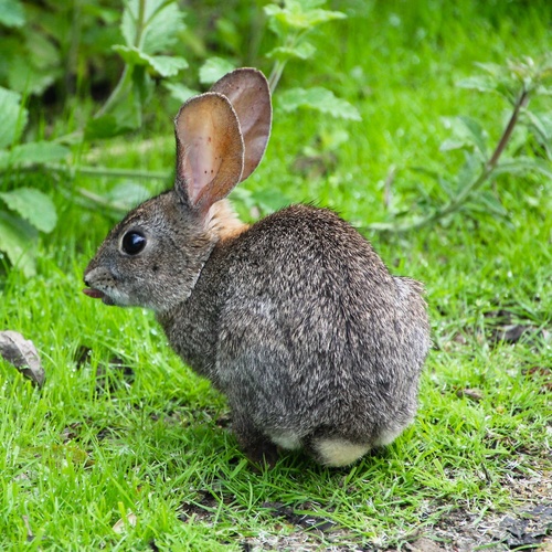iNaturalist observation photo of Desert Cottontail