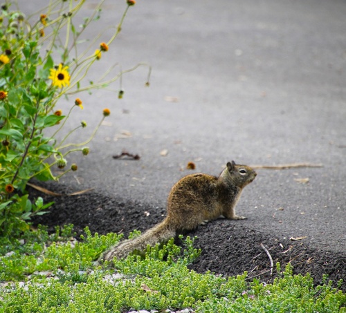 iNaturalist observation photo of California Ground Squirrel