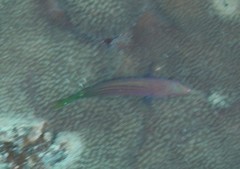 Pseudocheilinus hexataenia