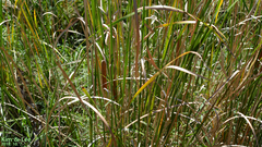 Typha