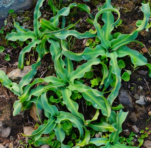 wavy-leafed soap plant