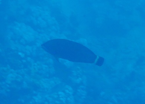 Pseudodax moluccanus