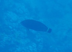 Pseudodax moluccanus