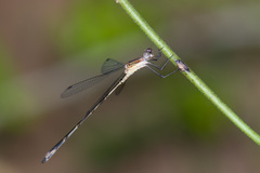 Lestes forficula