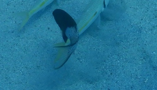 Bodianus anthioides