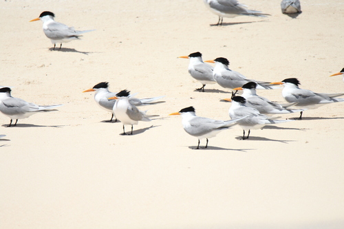 Lesser Crested Tern