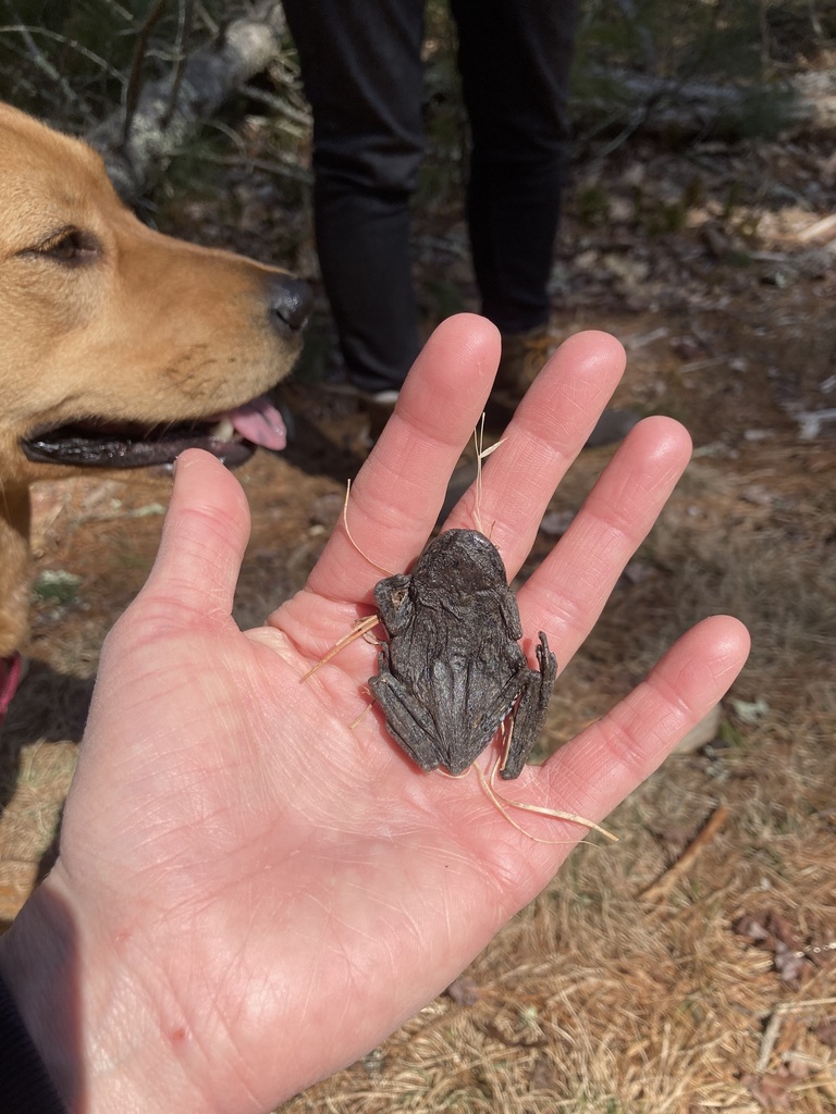 Frogs and Toads from Foster, RI, US on March 21, 2023 at 1151 AM by