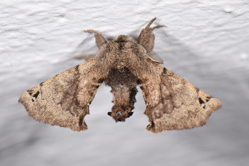 Apatelodes lacetania