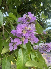 Lagerstroemia speciosa image