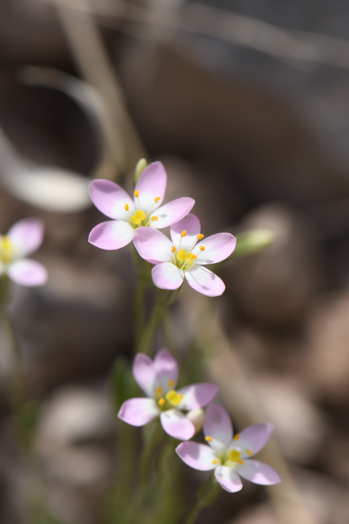 Zeltnera multicaulis