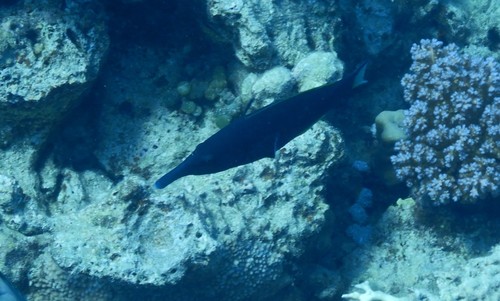 Gomphosus klunzingeri