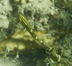 Halichoeres marginatus