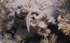 Halichoeres scapularis