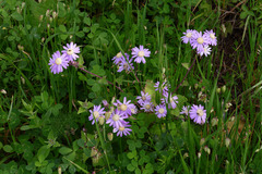 Pericallis echinata image