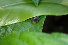 Thiania