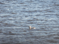 Clangula hyemalis image