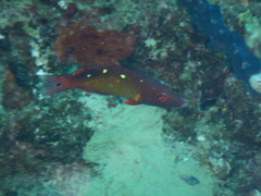Bodianus diana