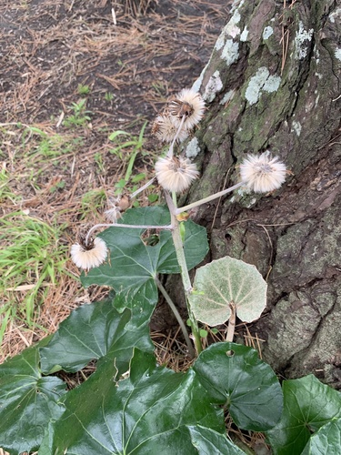 Farfugium japonicum