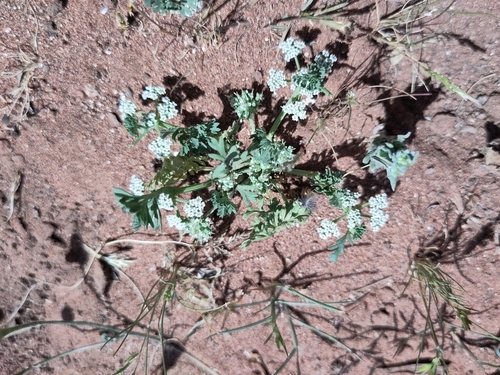 Sclerosciadium nodiflorum image