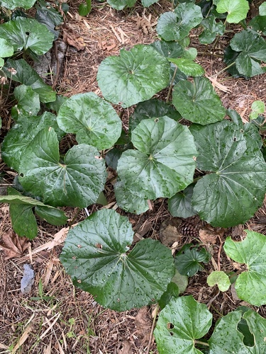 Farfugium japonicum