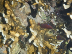 Pseudocheilinus hexataenia