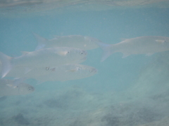 Crenimugil crenilabis