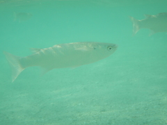 Crenimugil crenilabis