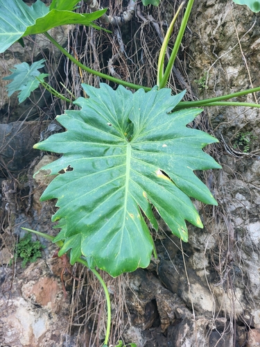Sierra de Capiro