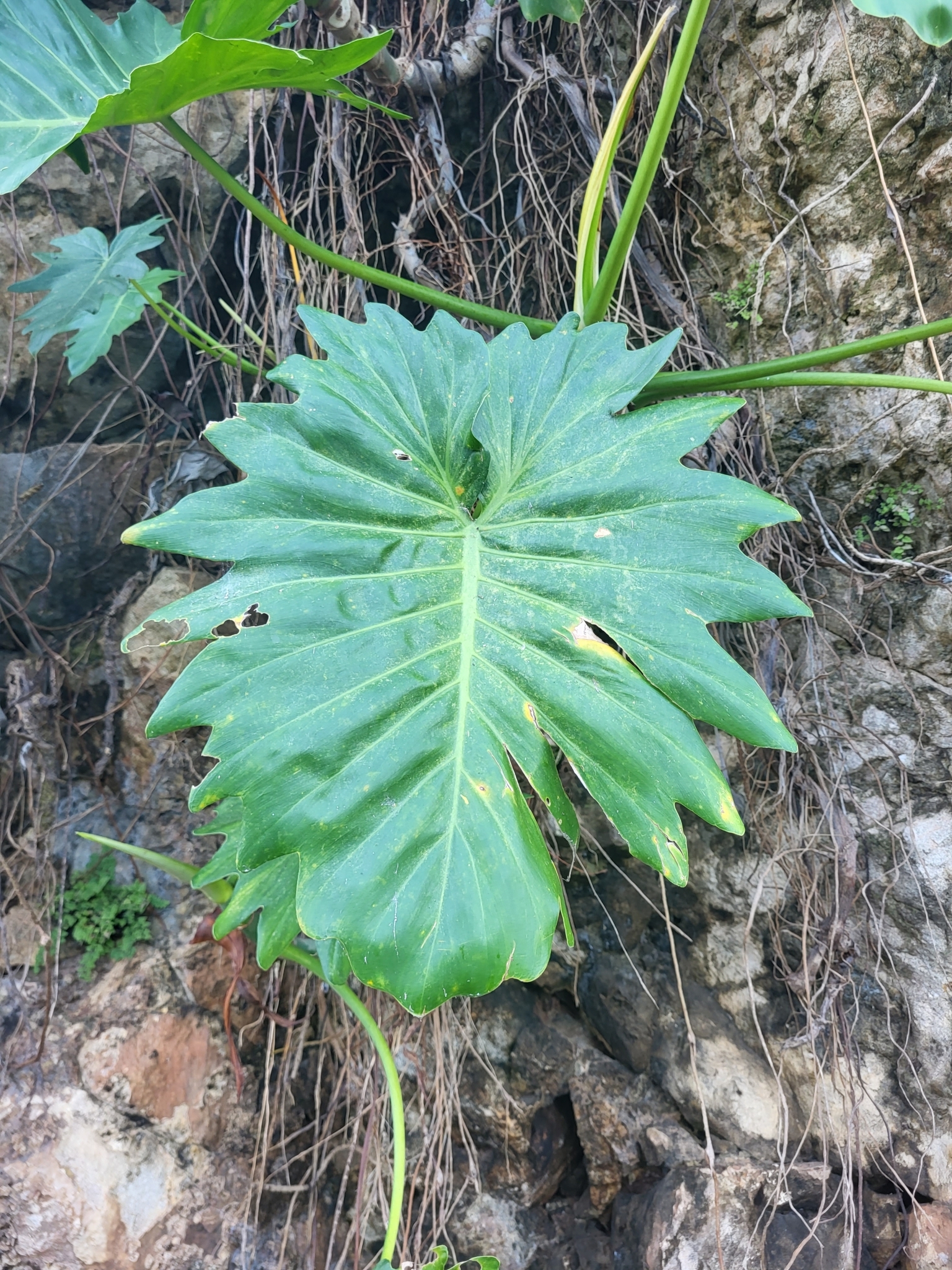 Philodendron lacerum