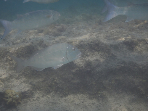 Rhabdosargus haffara