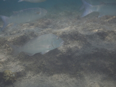 Rhabdosargus haffara