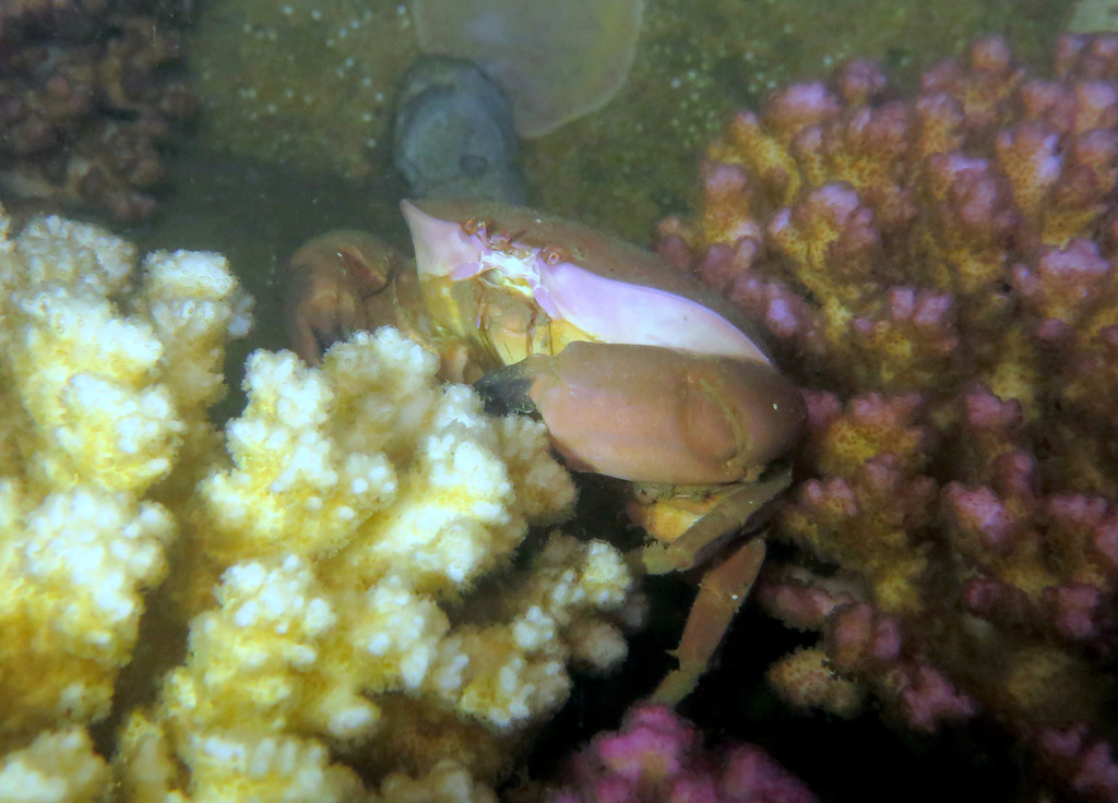 rosy egg crab