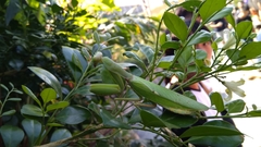 Hierodula patellifera