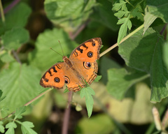 Junonia almana