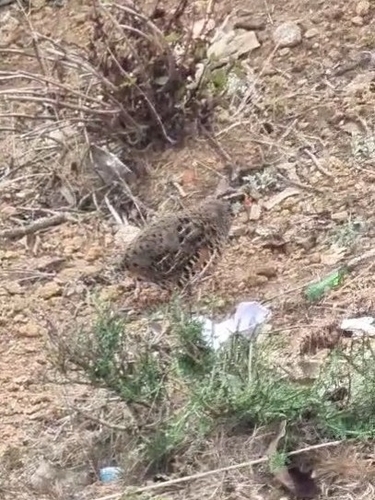 Painted Bush Quail (Perdicula erythrorhyncha), photo 6