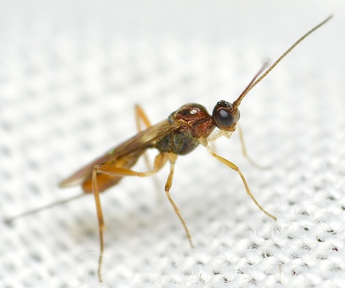 Meteorus cinctellus