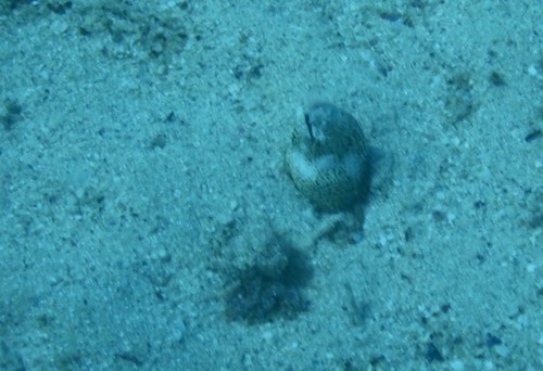 Callechelys marmorata