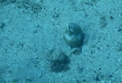 Callechelys marmorata